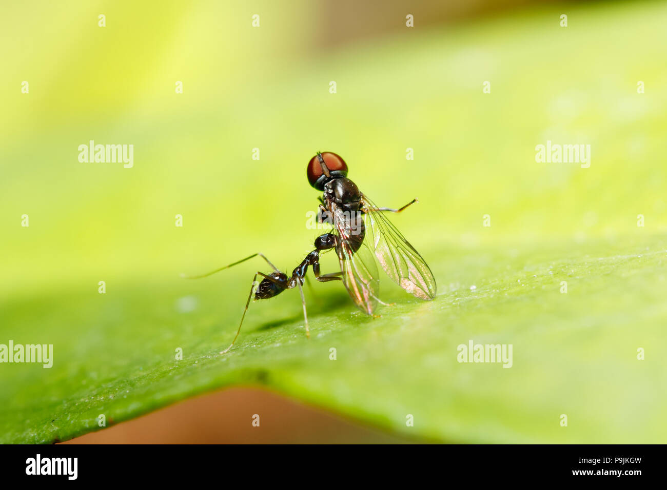 Longhorn crazy ant/Schwarz crazy Ant (Paratrechina longicornis) nehmen Sie eine Fliege eine Nahrung zu sein (aus Thailand, Südostasien) Stockfoto