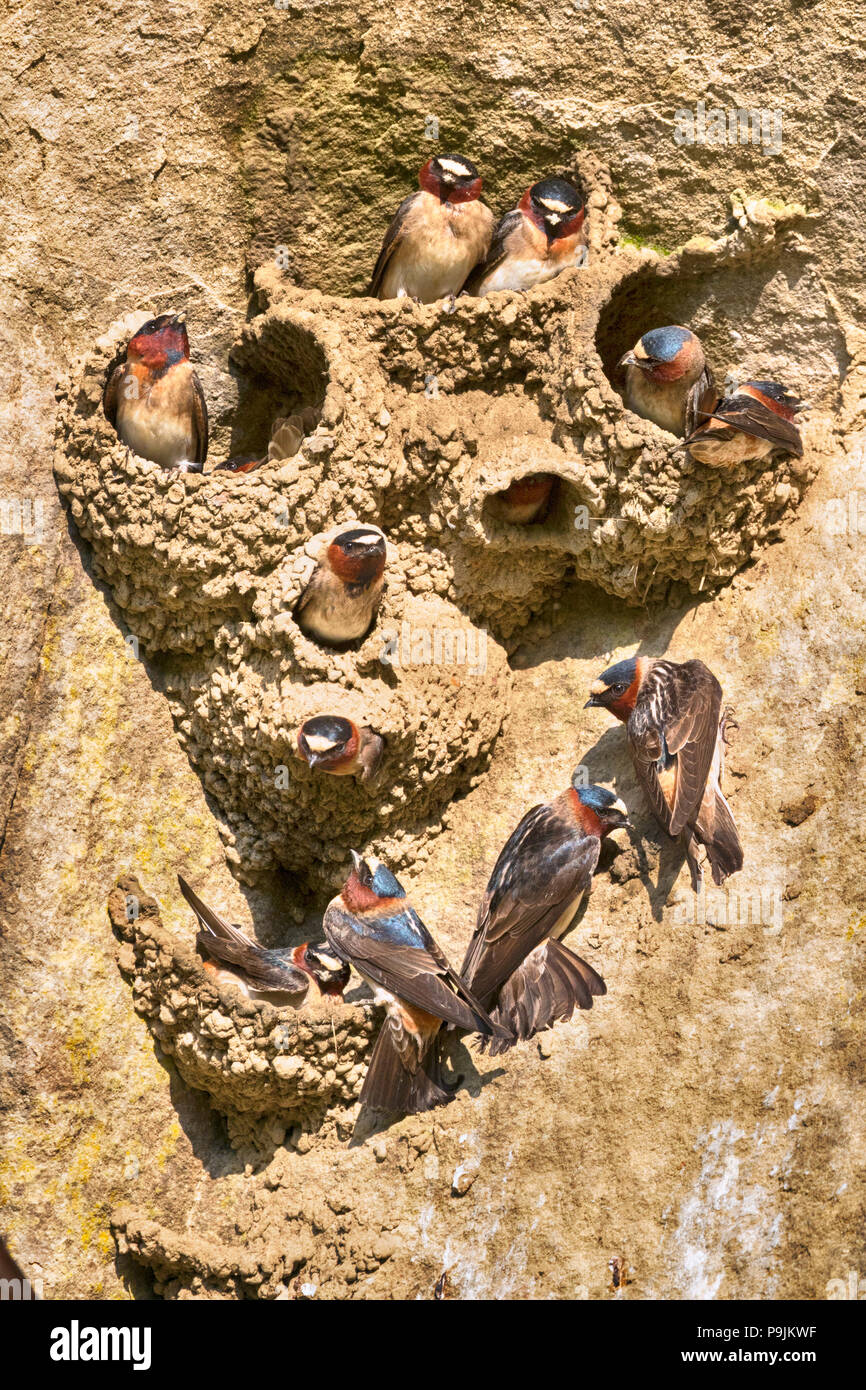 Amerikanische Cliff Schwalben (Petrohelidon pyrrhonota) bauen sich Nester im Frühling Stockfoto