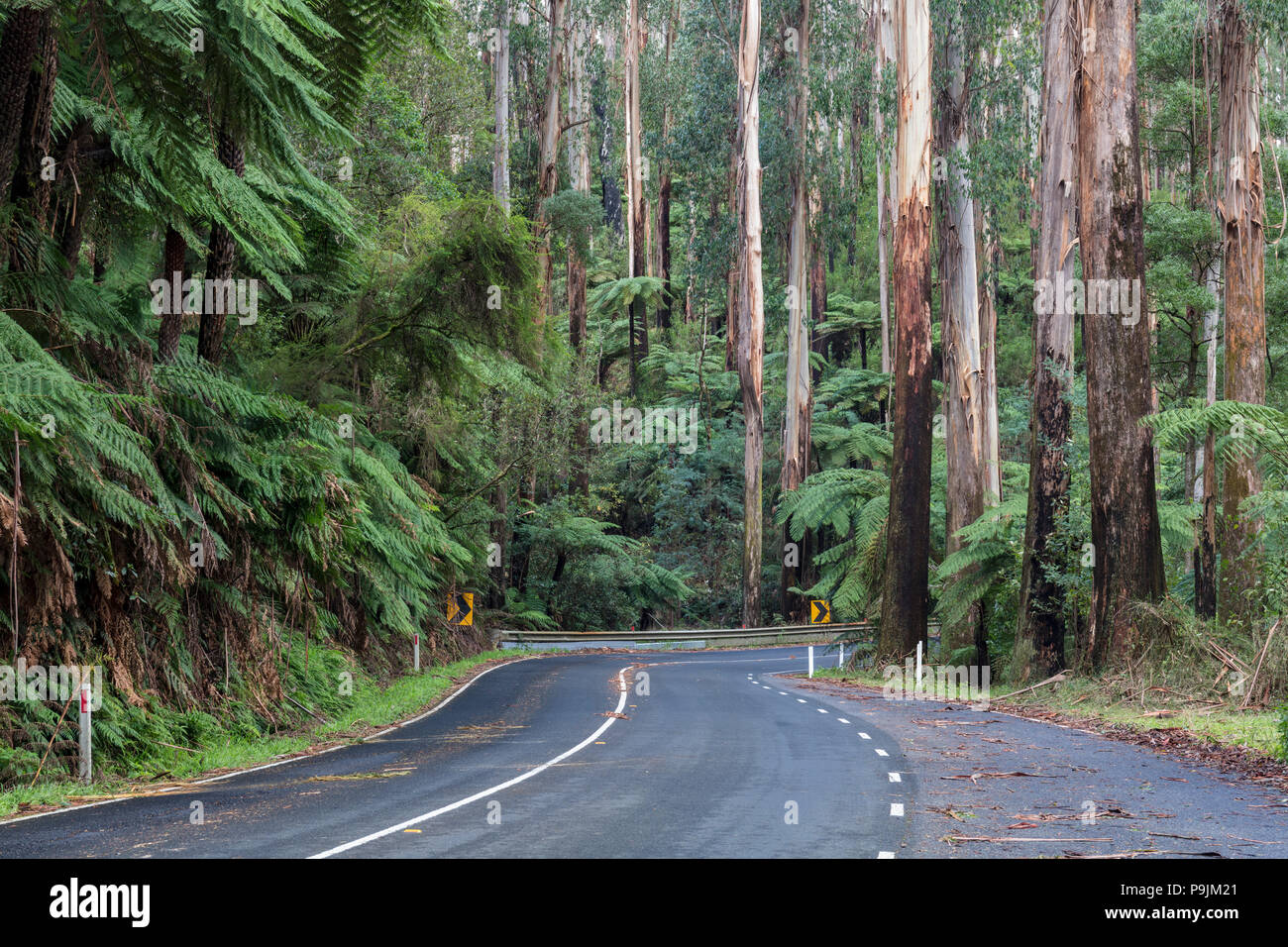 Kurvige Straße, Maroondah Highway, Victoria, Australien Stockfoto