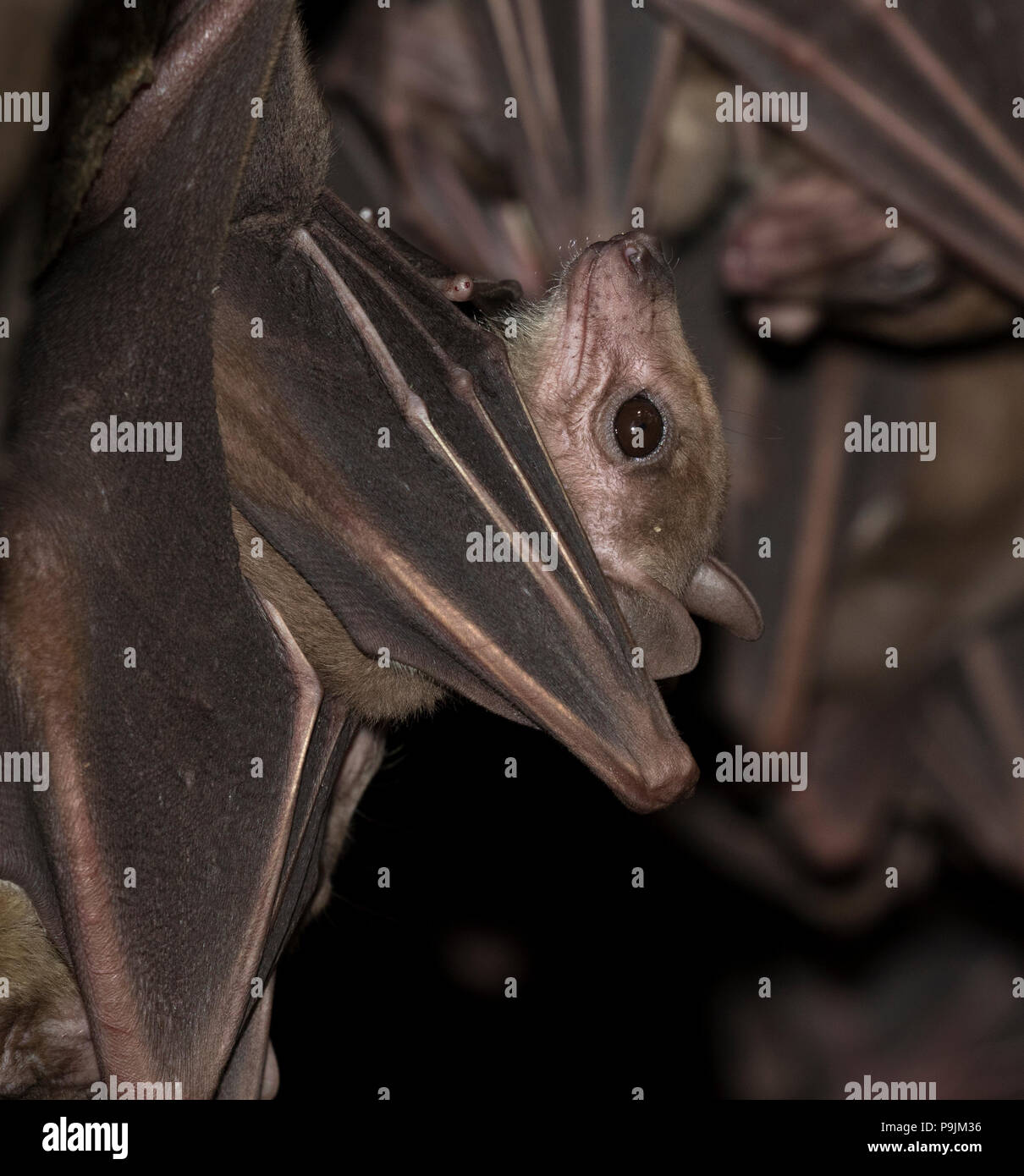 Portrait von ägyptischen Obst bat (Rousettus aegypticus) Stockfoto