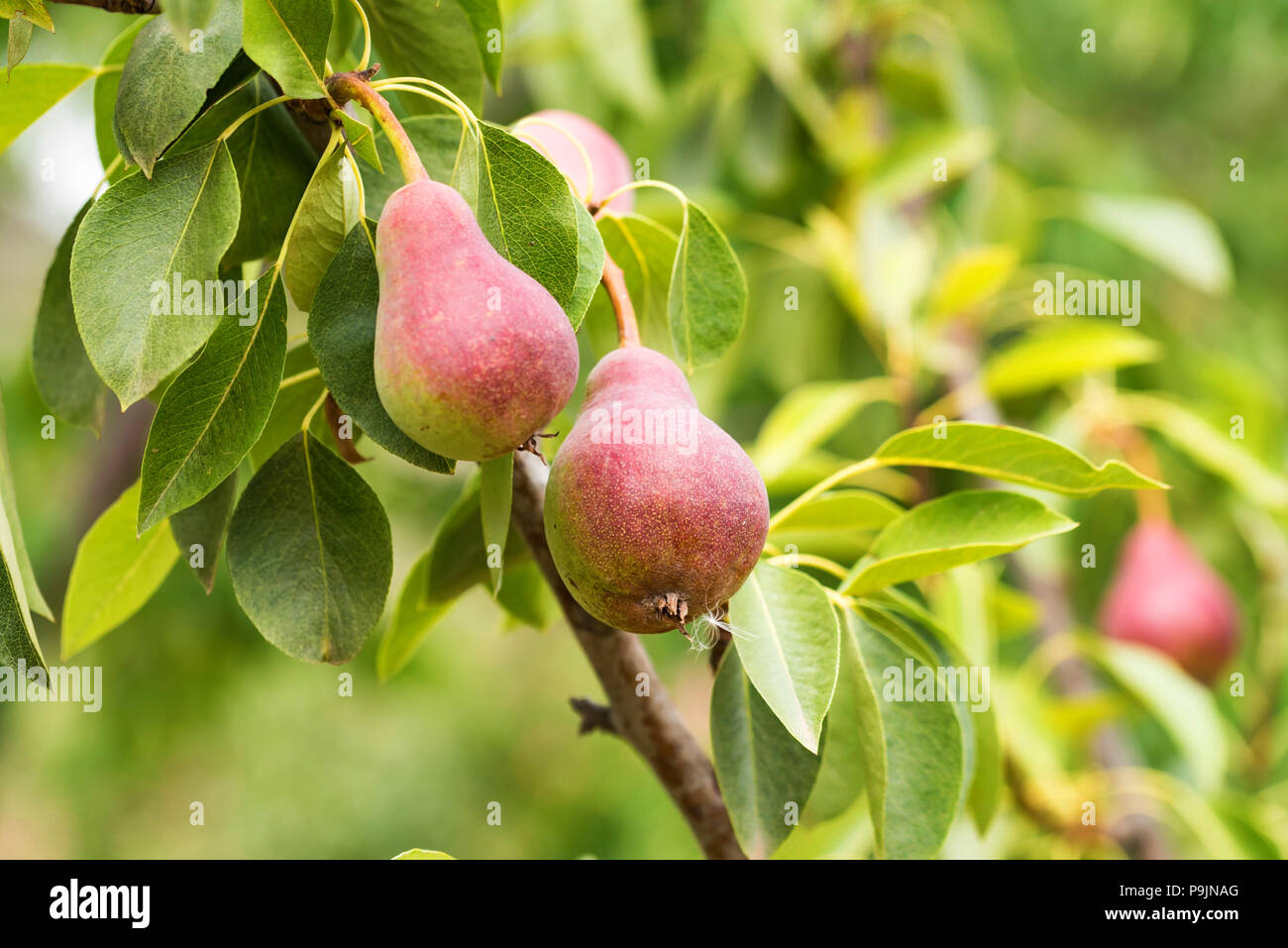 Europäische Birne oder Birnbaum auf Ast Stockfoto