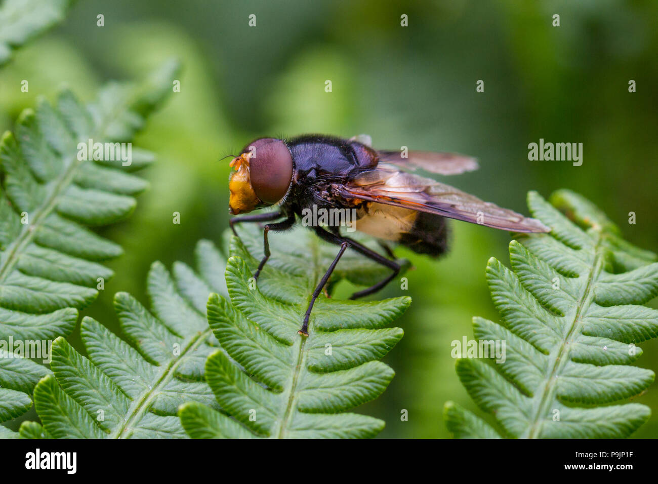 UK Wildlife: Die Zona pellucida fliegen, eine sehr große Art der Hoverfly Stockfoto