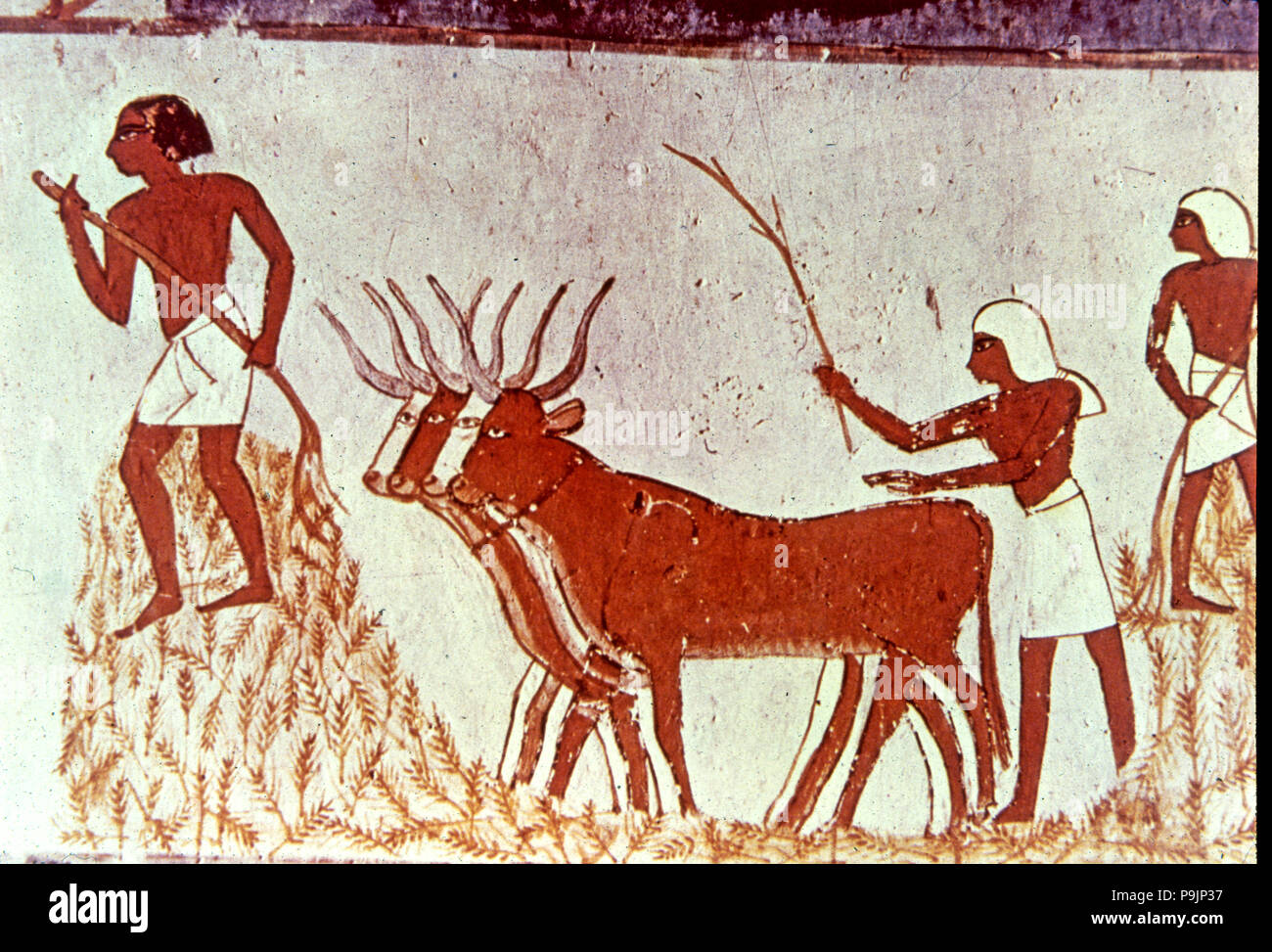 Landwirtschaftliche Szene, Fresko im Grab des Menna (Schreiber von Tutmés IV), die zu den XVIII Dyn... Stockfoto