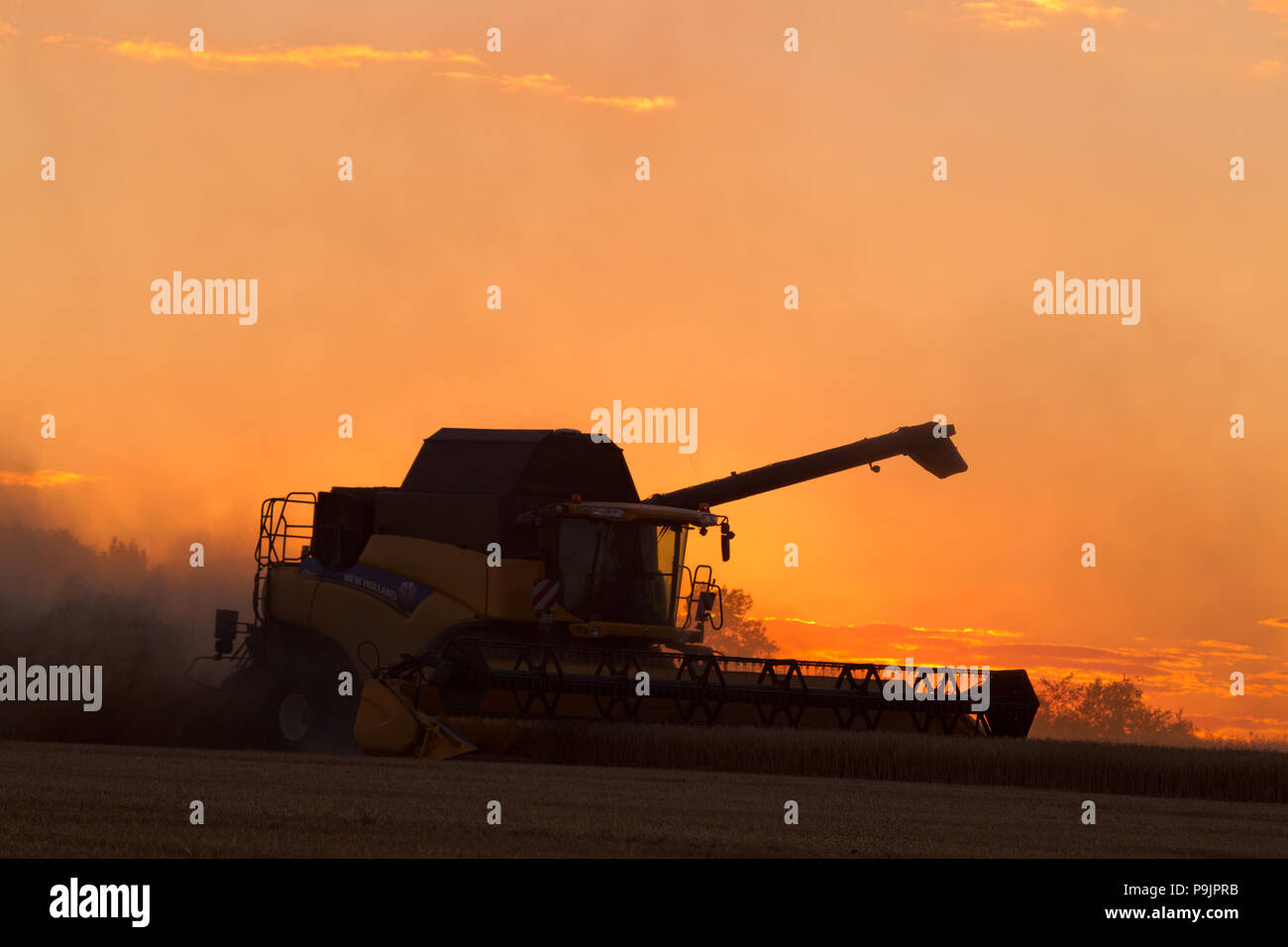 Feldhäcksler ernten Gerste auf einem Feld, Getreideernte, Silhouette in den Sonnenuntergang, Sachsen, Deutschland Stockfoto