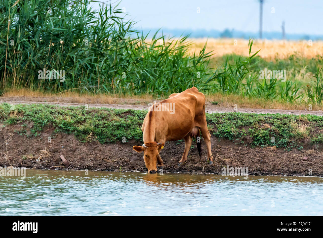 Junge calfdrink Wasser vom Fluss Stockfoto