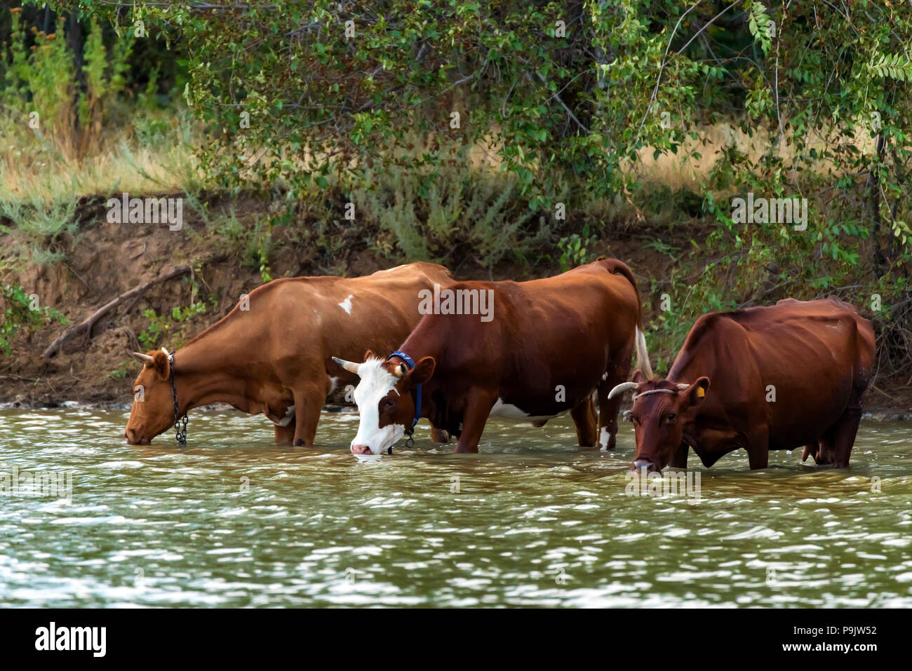 Kühe trinken sie Wasser aus dem Fluss Stockfoto