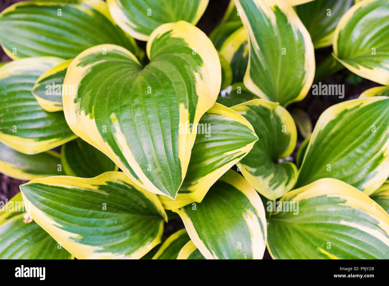 Schöne Blätter der hosta Pflanze im Garten Stockfoto
