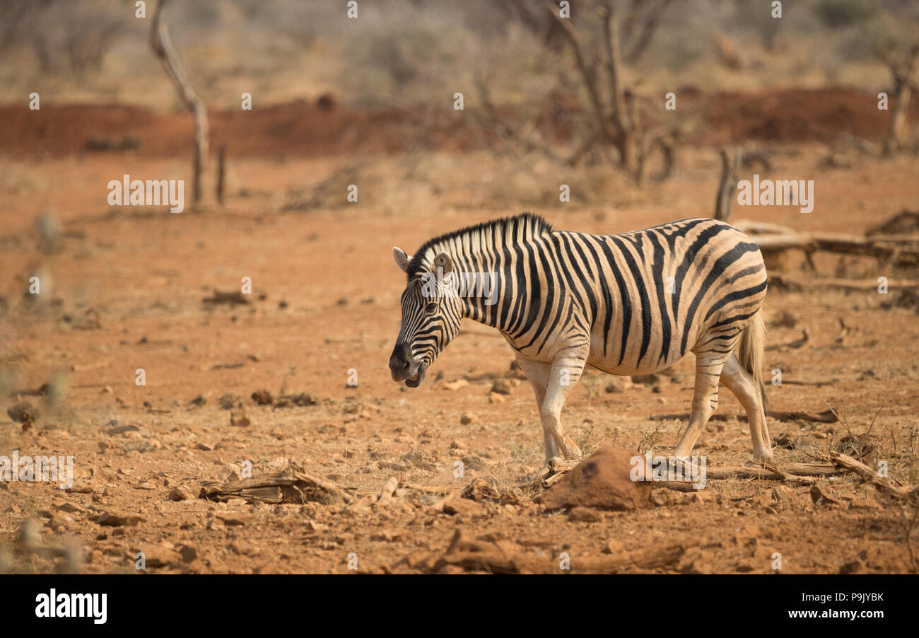 Ein Zebra spaziert mit offenem Mund in freier Wildbahn im Camp Elephant, Erindi privates Wildreservat, Namibia Stockfoto