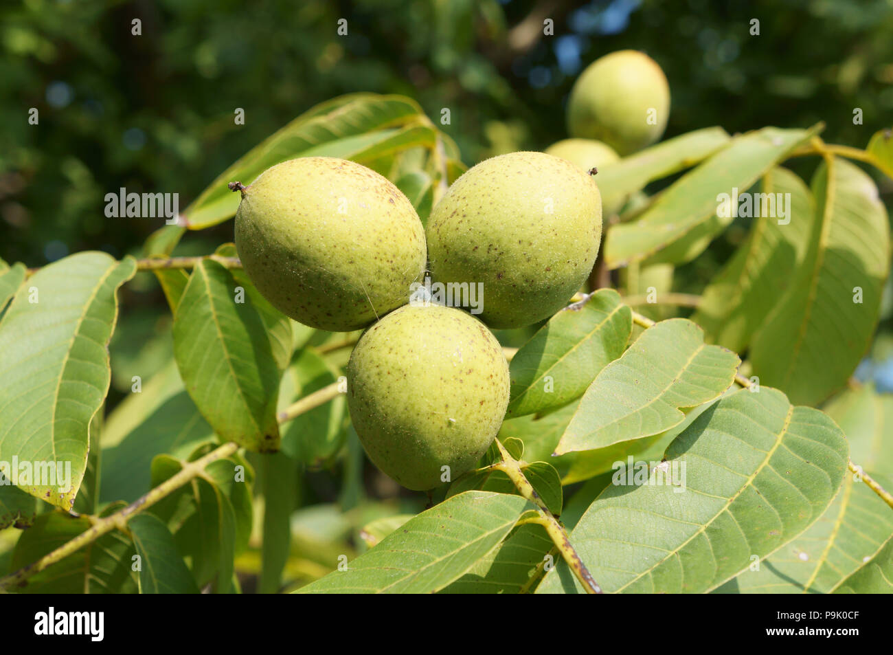 Englisch Nussbaum drei grüne Früchte auf einem Ast Baum. Stockfoto