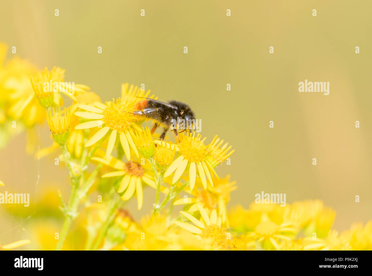 Red tailed Bumblebee (UK) auf Ragwort Blumen. Die Biene ist in abgedeckt; Pollen, Staub. Stockfoto