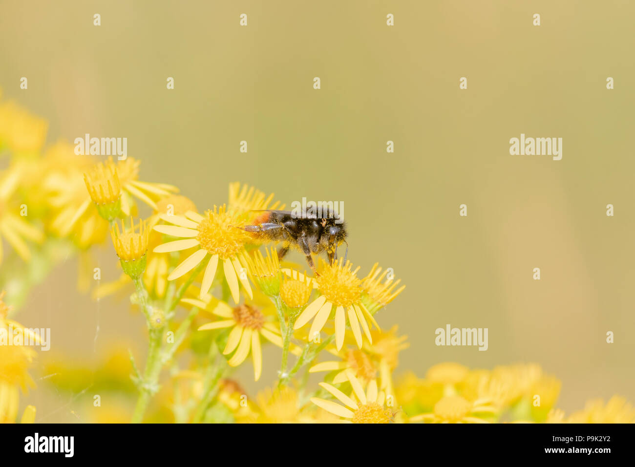 Red tailed Bumblebee (UK) auf Ragwort Blumen. Die Biene ist in abgedeckt; Pollen, Staub. Stockfoto