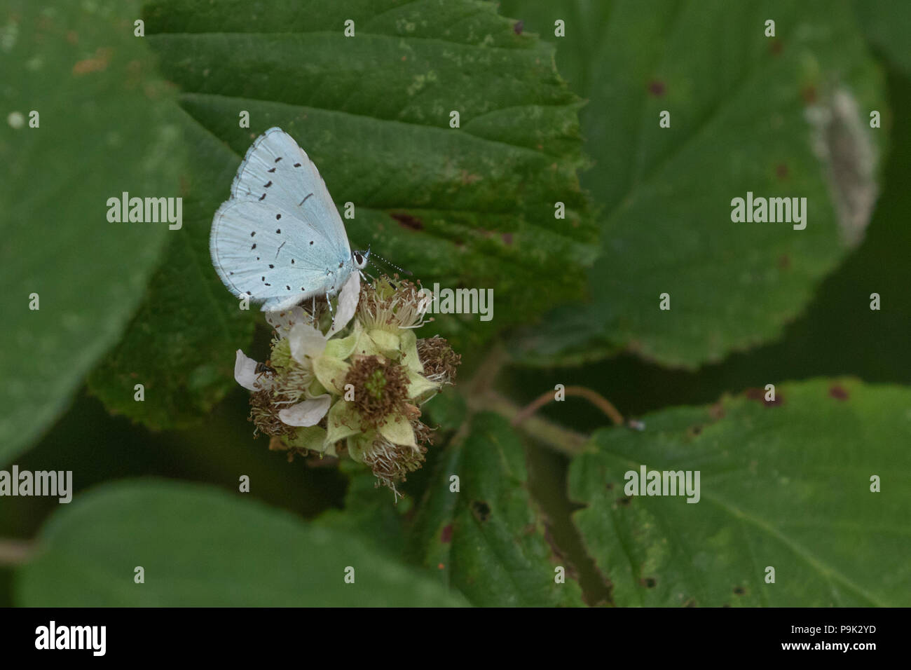 Holly Blue Butterfly (UK) auf Black Blossom Stockfoto