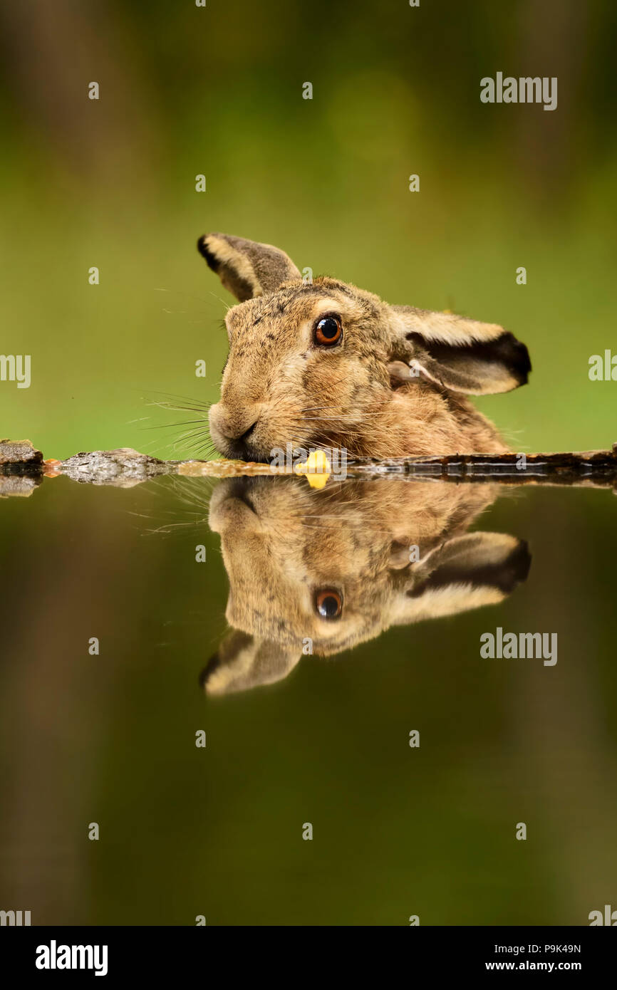 Europäische Hase Lepus europaeus, gemeinsame Hase aus europäischen Wiesen, Wiesen und Felder. Stockfoto