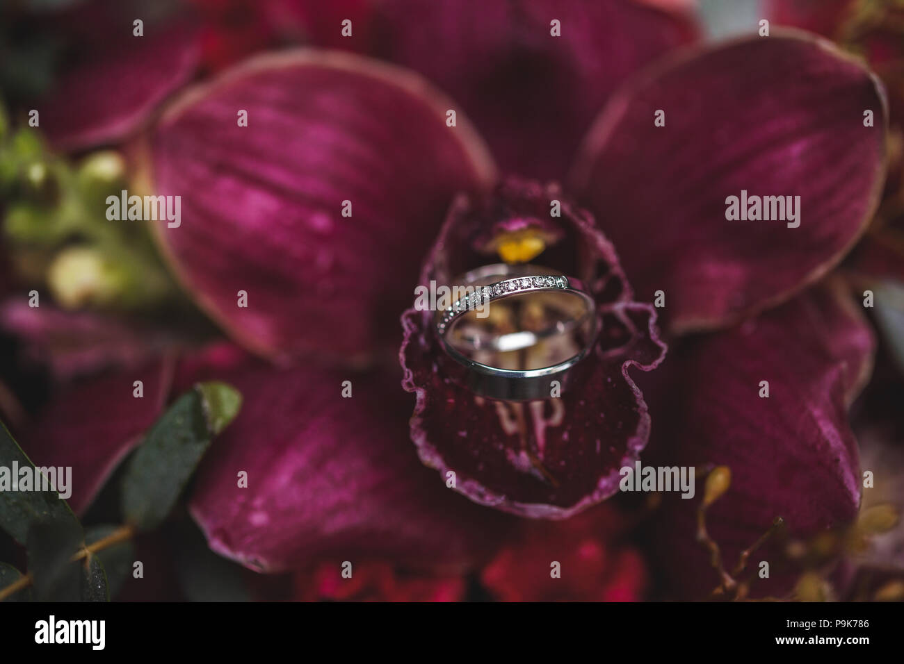 Trauringe close-up inside Big Pink Orchid Flower Stockfoto