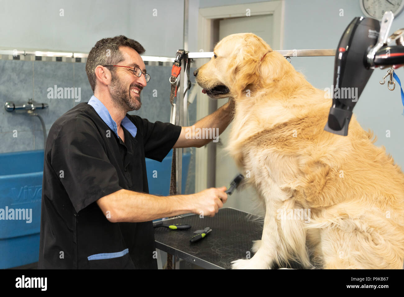 Männliche pet groomer Waschen und Reinigung ein Golden Retriever in katzensalon in Einklang ihrer Tiere sauber und gesund. Stockfoto