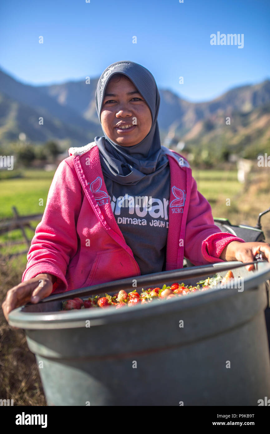 SEMBALUN LAWANG, Indonesien - 26. AUGUST 2017: Nicht identifizierte Frau mit großen Korb voller Erdbeeren. Stockfoto