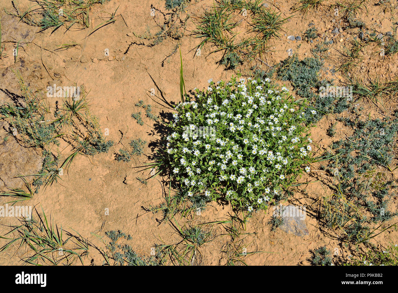 Weiße flache Blüten von Stellaria dichotoma oder cordifolia Bunge - Kugelförmige Buchse mit behaarte Blätter wächst auf kargen steinigen verlassenen Boden des Altai Stockfoto