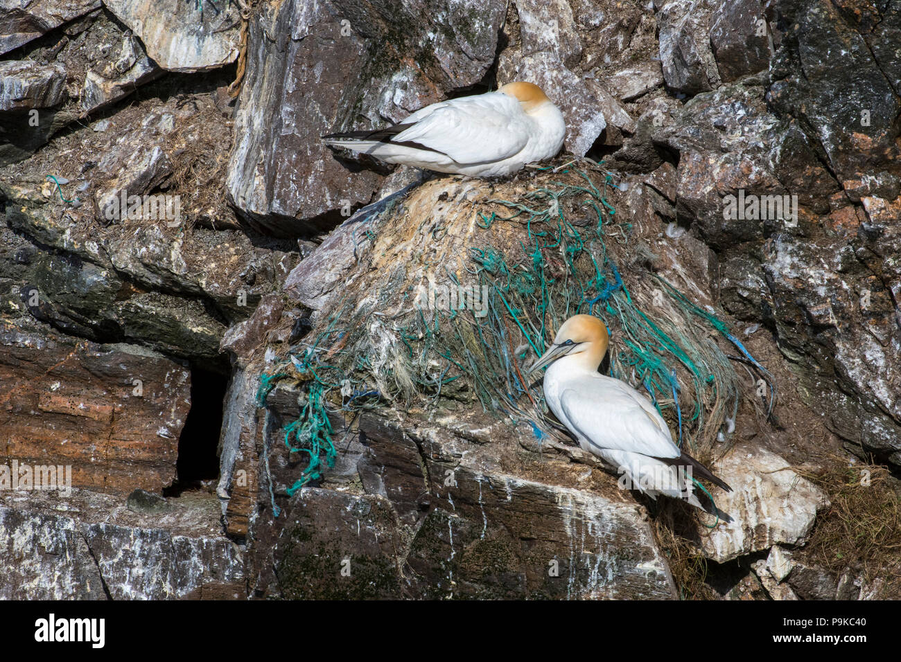 Northern Gannet (Morus bassanus) Zucht auf Nest mit Teilen aus Nylon Fischernetze und Seile in Sea Cliff bei seabird Kolonie gemacht im Frühjahr Stockfoto