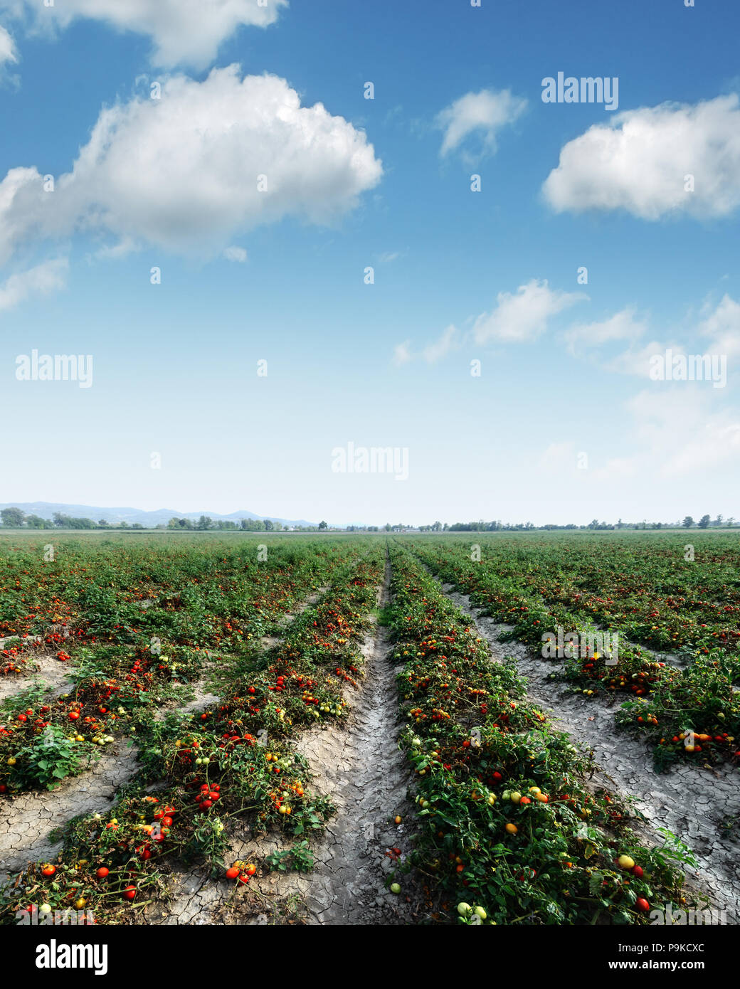 Tomate Feld auf Sommer Tag Stockfoto