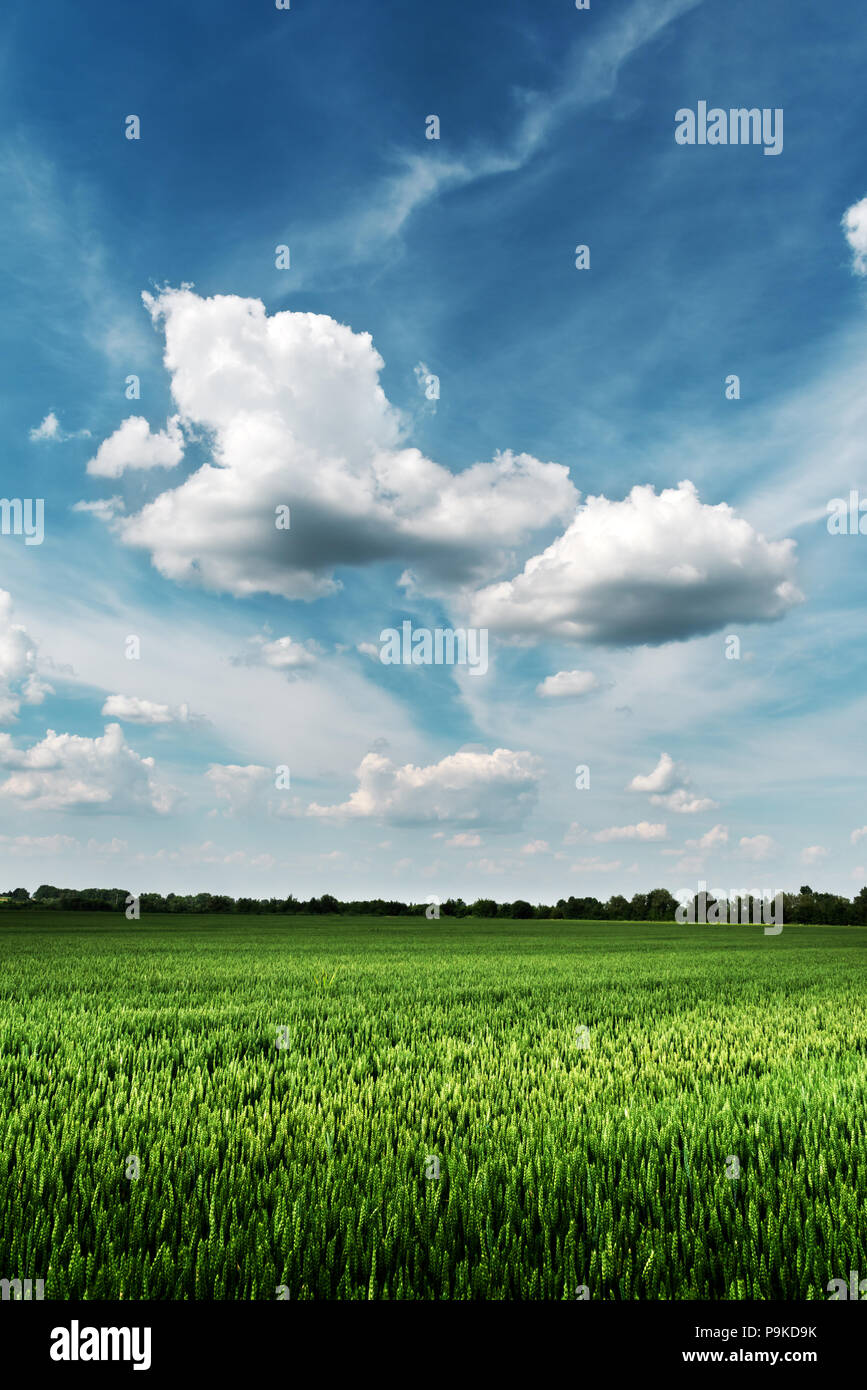 Grünes Weizenfeld gegen den blauen Himmel Stockfoto