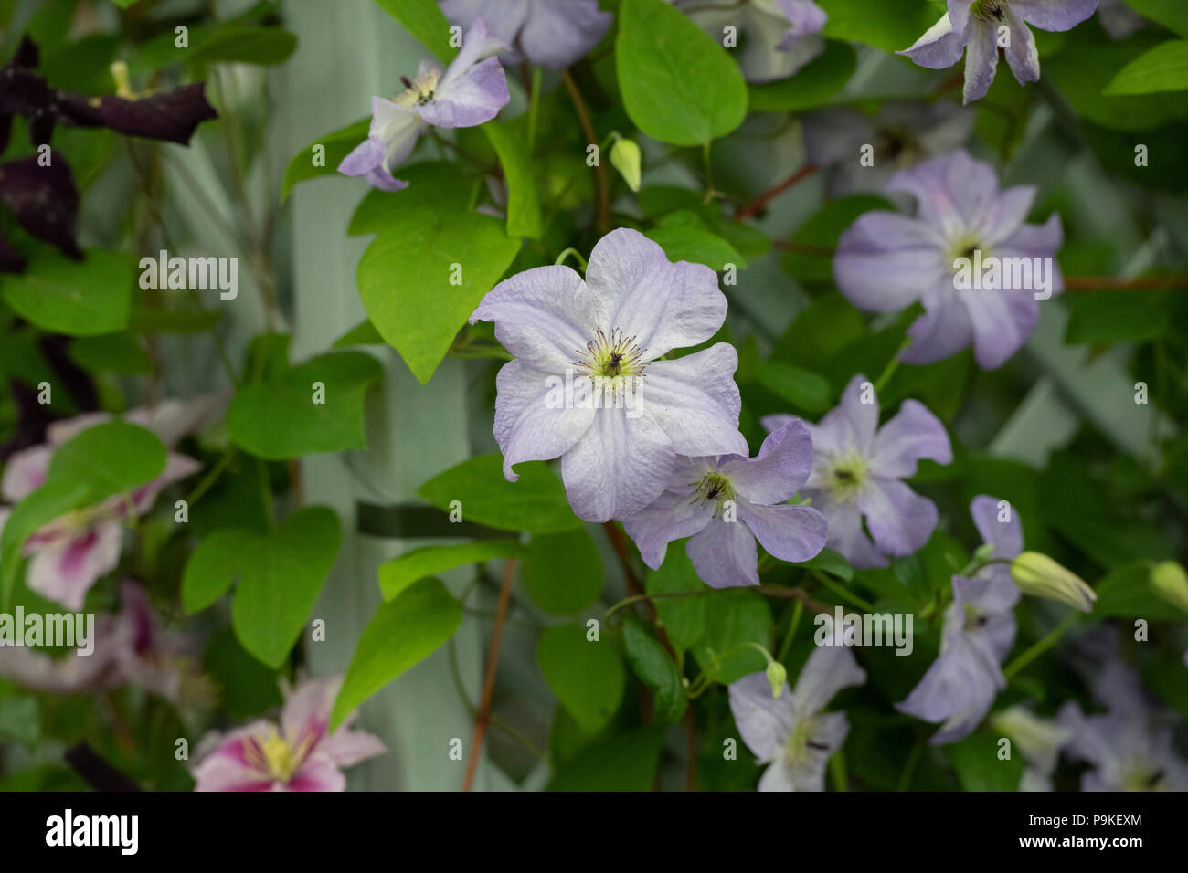 Clematis von ea Breeze' Blumen. Clematis Comtesse de Bouchaud Stockfoto