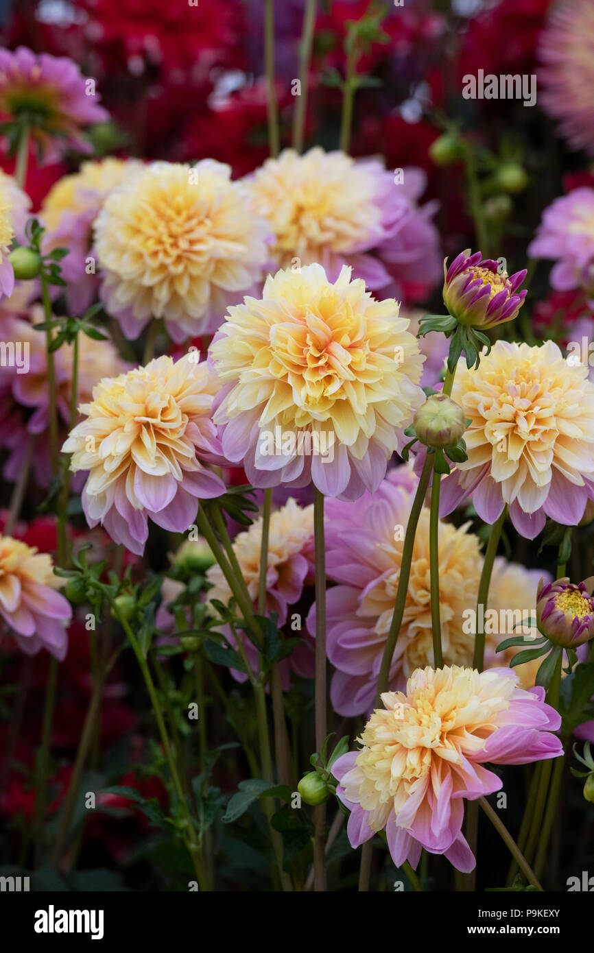 Dahlie 'Lifestyle' auf dem Display eine Blume zeigen. UK. Anemone Dahlia Stockfoto