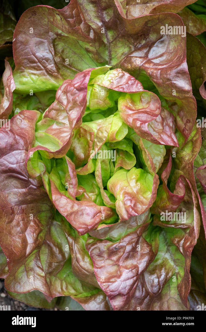 Lactuca Sativa. Kopfsalat 'Mpilgerzentren der vier Jahreszeiten' in einem Gemüsegarten Stockfoto