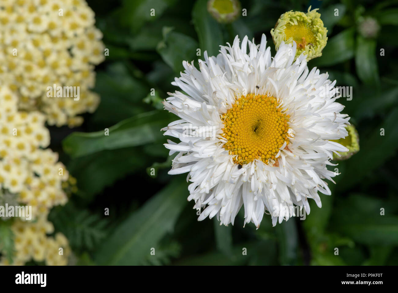 Leucanthemum x 'lilac' Engelina'. Shasta daisy flower. Marguerite "engelina". Chrysantheme maximale 'Engelina' Stockfoto