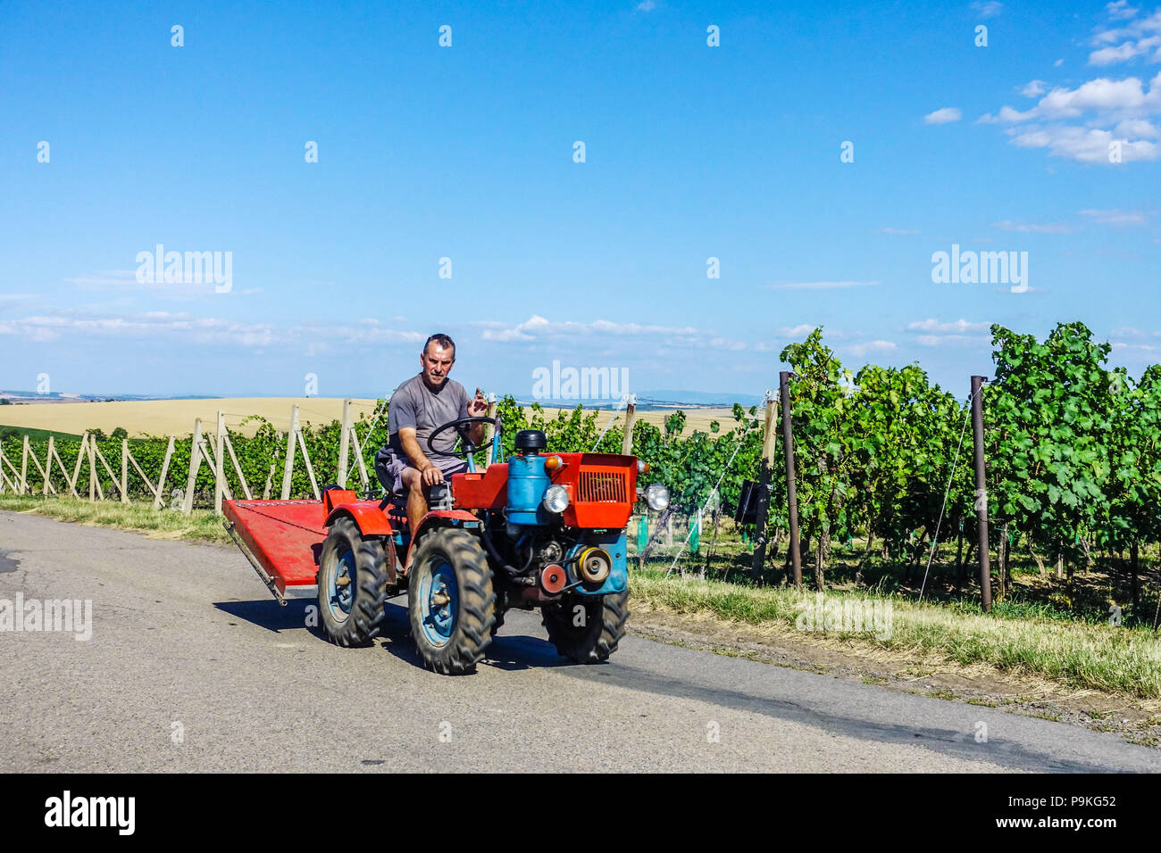 Bauer auf einem kleinen Traktor geht zur Arbeit in den Weinberg, Hovorany, Südmähren, Tschechische Republik Bauer Stockfoto