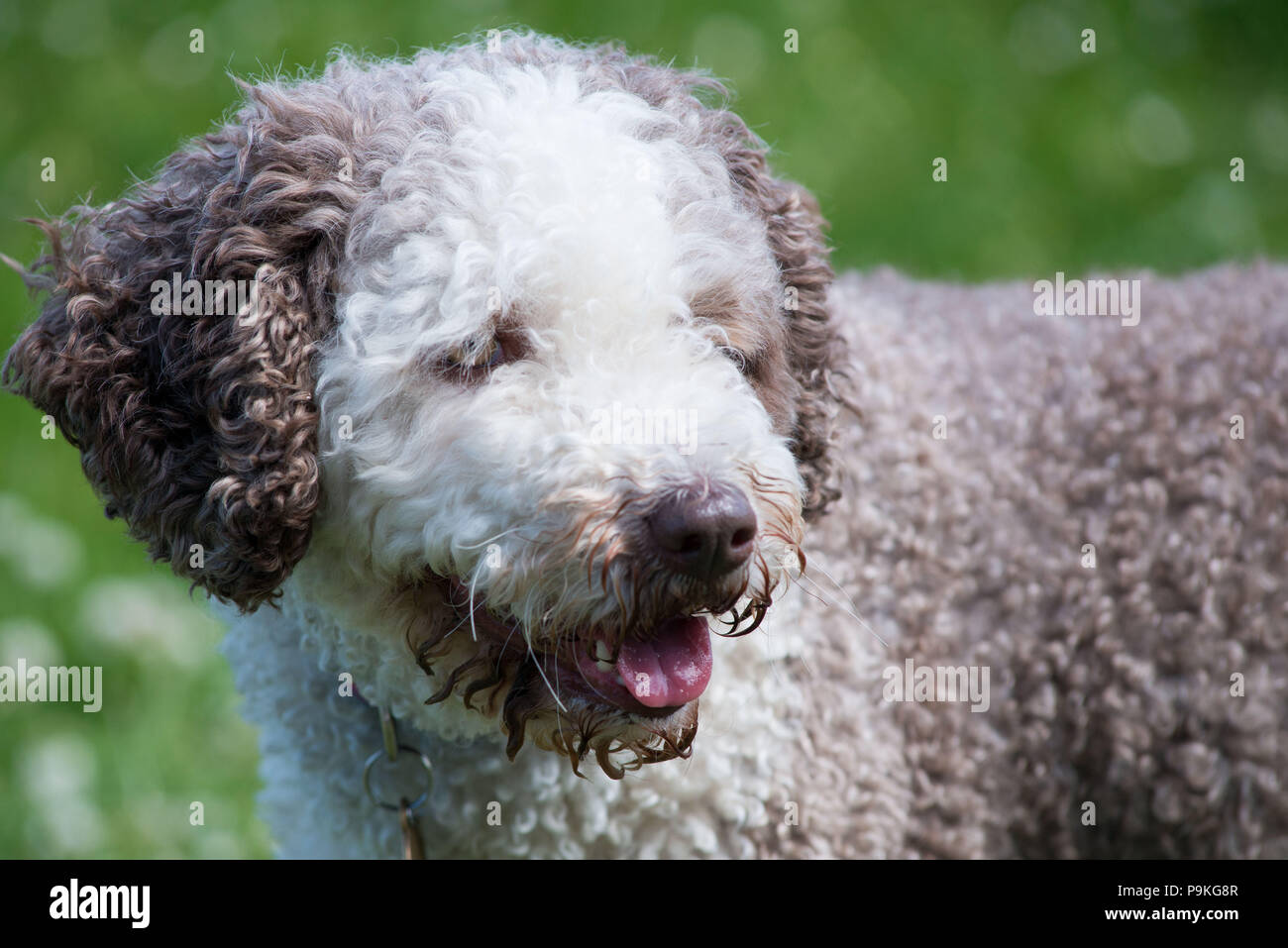 Spanischer Wasserhund Stockfoto