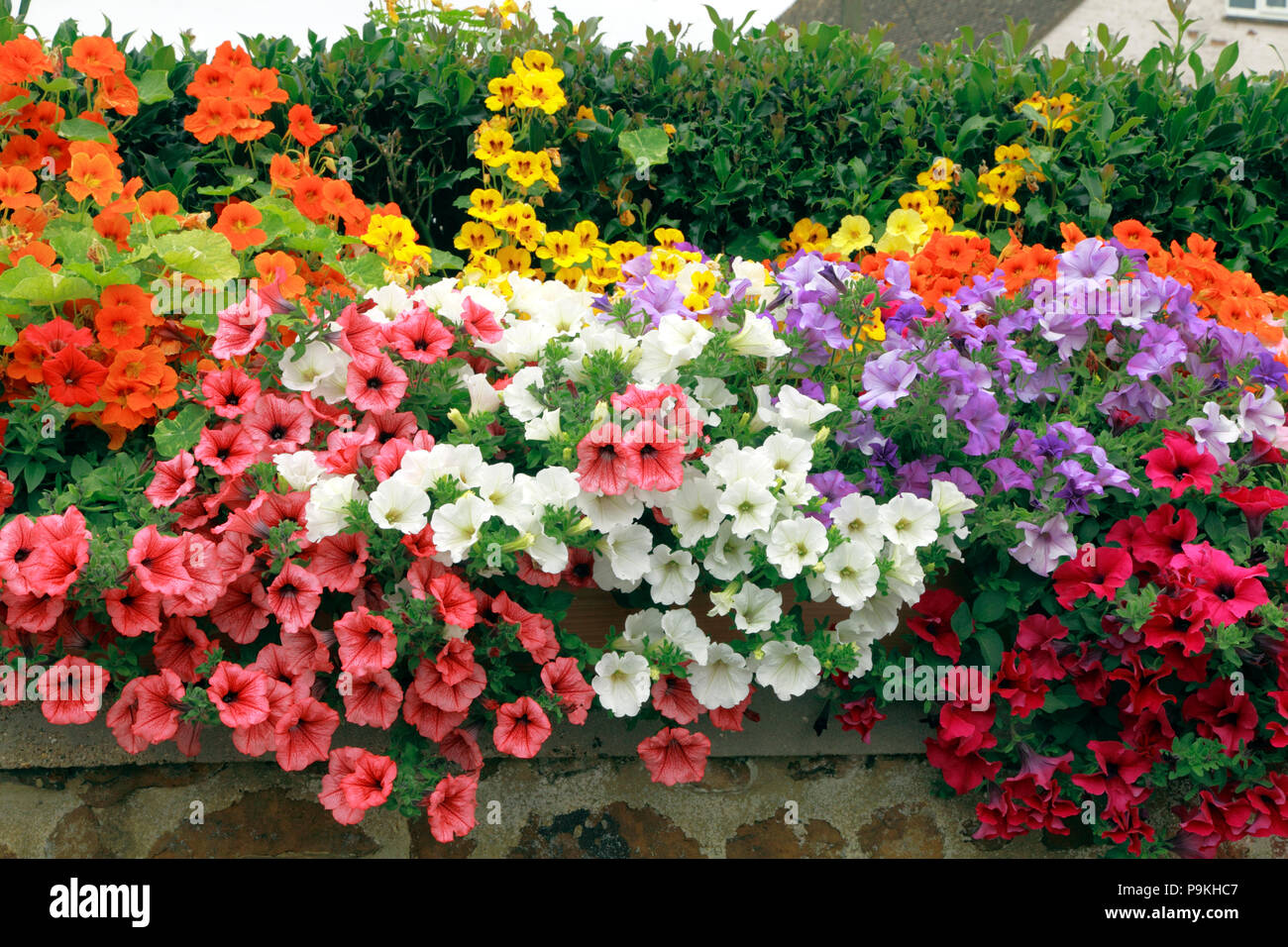 Garten Wand, Petunien, lila, orange, pink, weiß, gelb Farben, verschiedene Farben Stockfoto