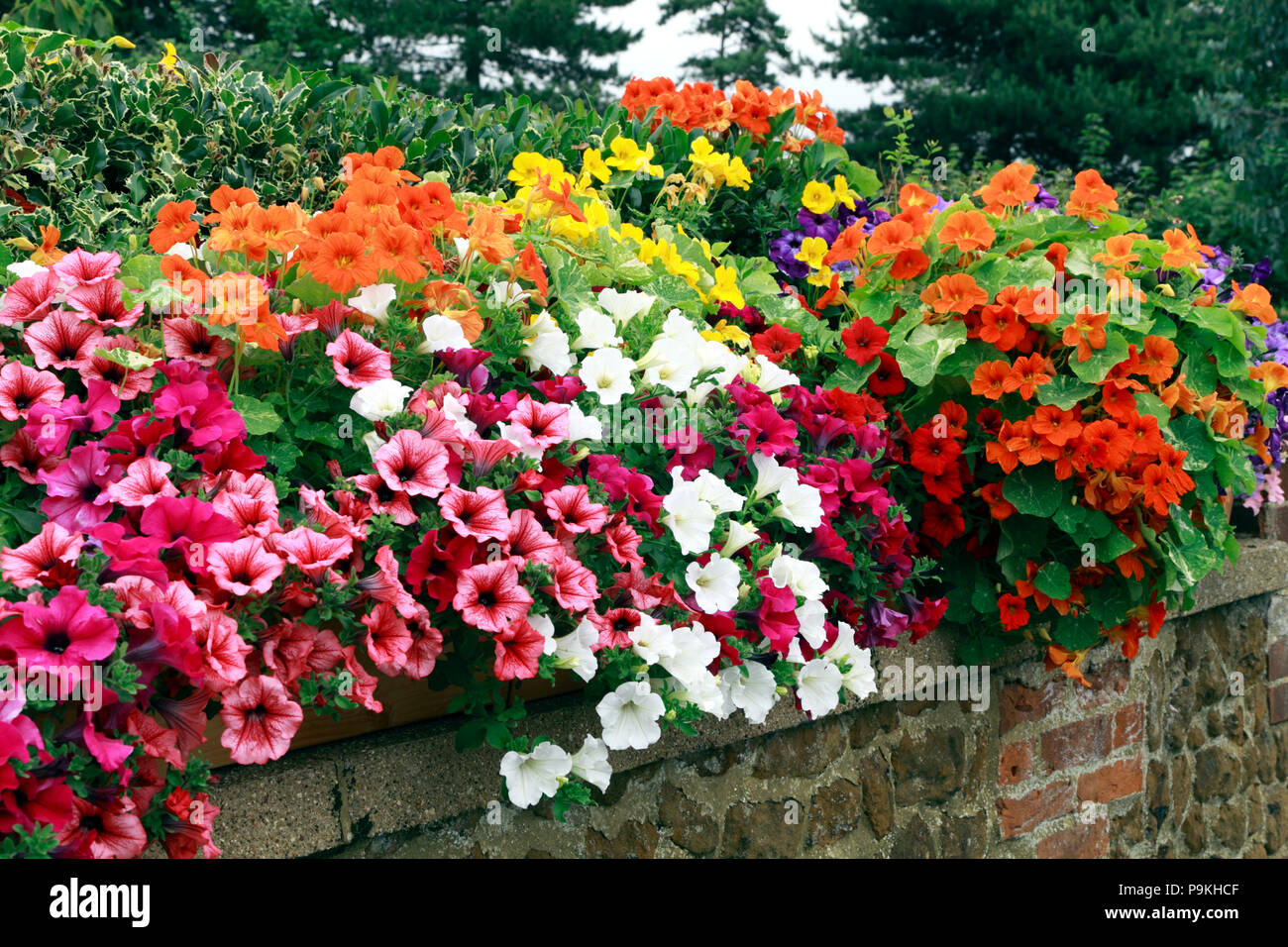Petunia, Petunien, Rot, Gelb, Rosa, Orange, Weiß, vorne Garten Wand, verschiedene Farben Stockfoto