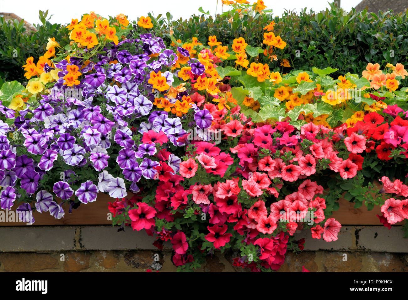 Petunia, Petunien, Dark Pink, Orange, Gelb, Violett, vorne Garten Wand, verschiedene Farben Stockfoto