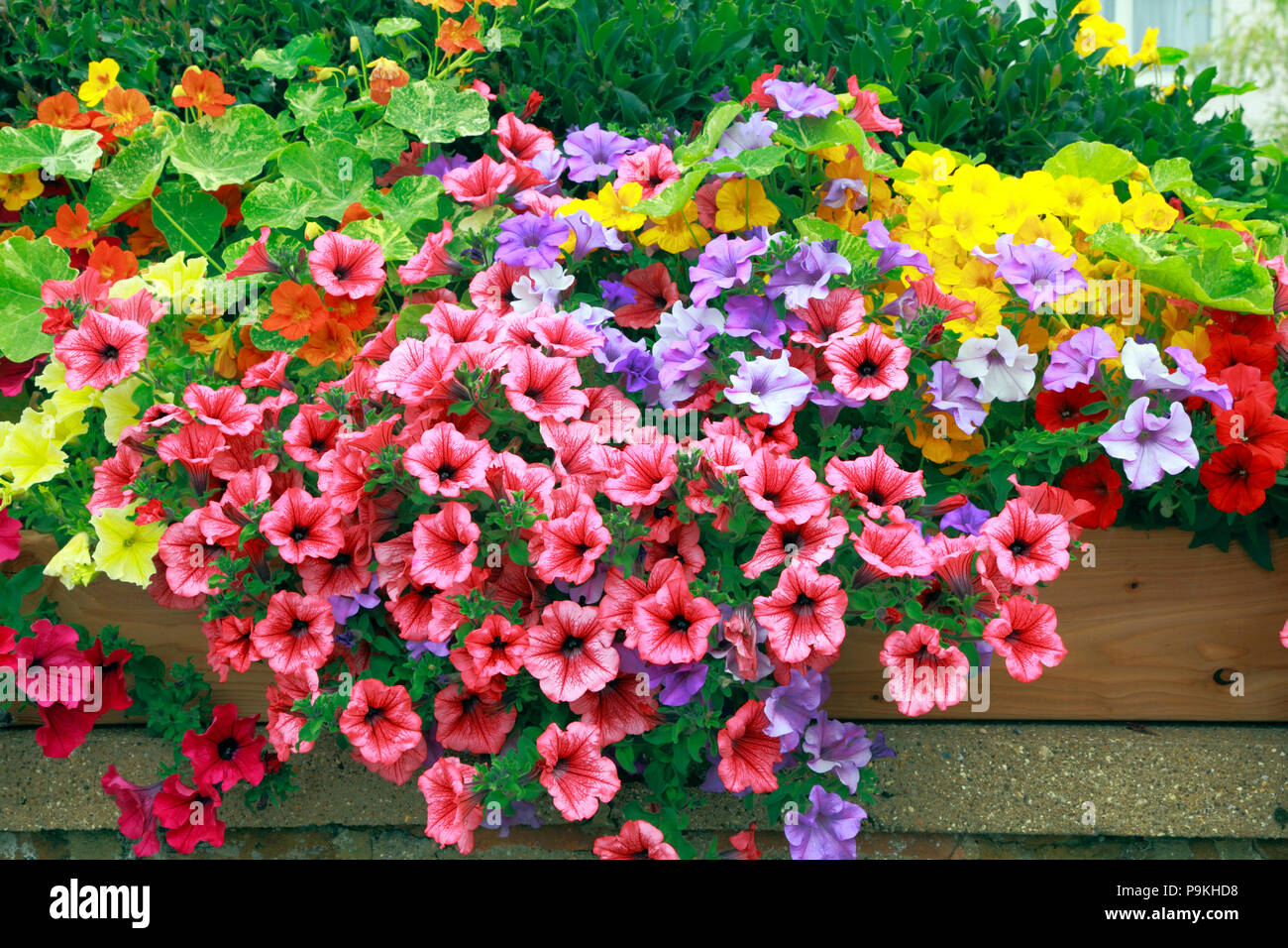 Petunia, Petunien, Rot, Gelb, Lila, Rosa, Garten, Wand, verschiedene Farben Stockfoto