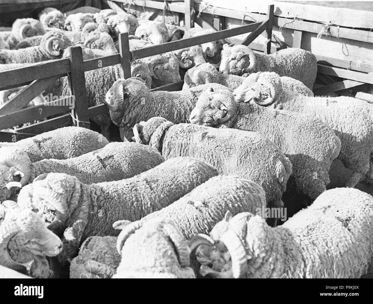 274 SLNSW 6598 Live export Schafe in Stifte auf dem Deck eines Schiffes Stockfoto