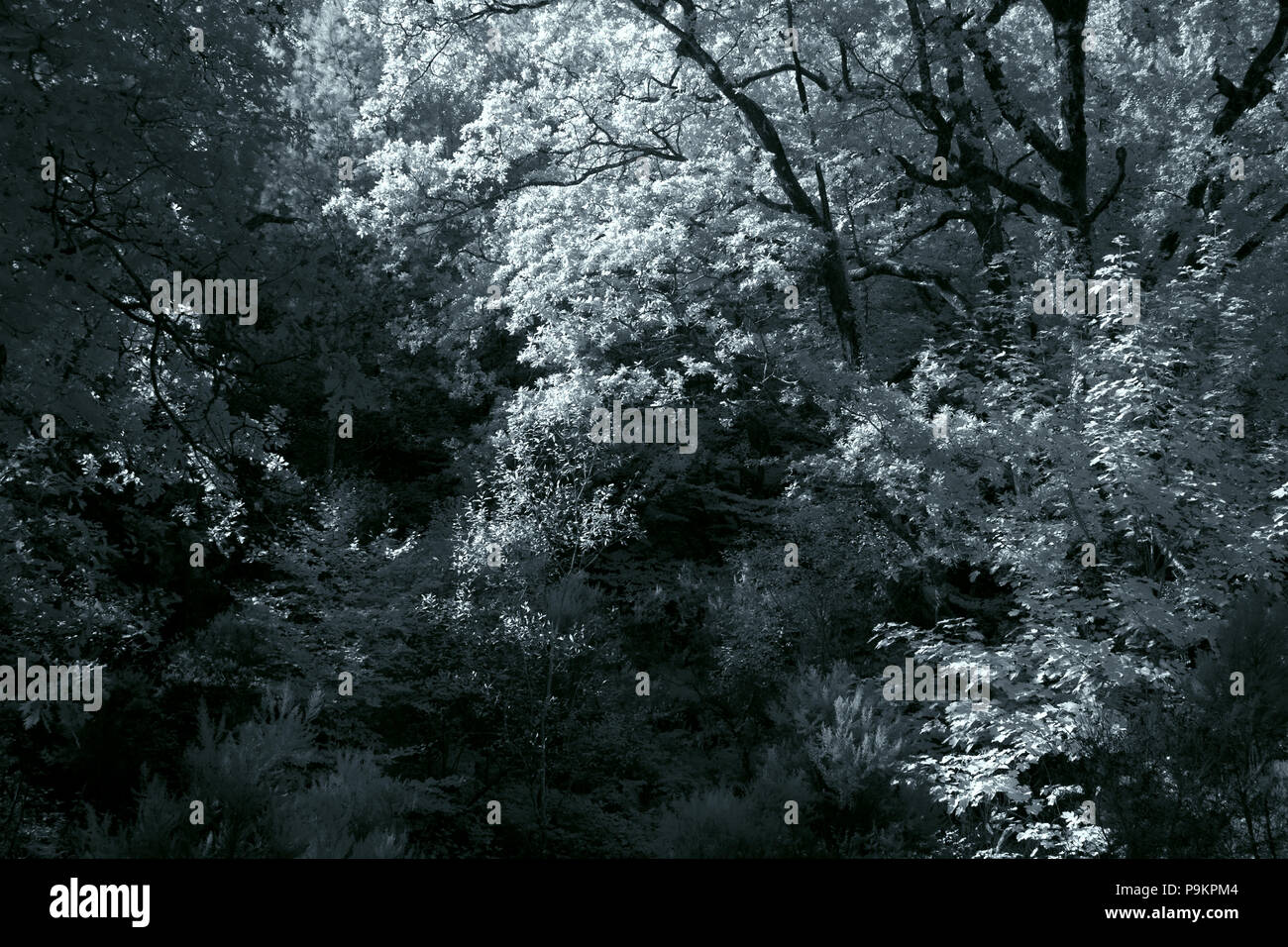 Die dichten Wälder des Peneda Gers portugiesische National Park. Ir-Filter verwendet. Farben Schwarz und Weiß. Stockfoto