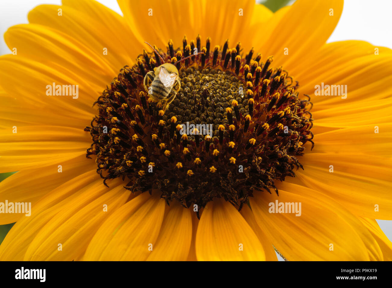Eine schwarze und gelbe stiped Biene hasten auf einem schönen Sonnenblumen Stockfoto