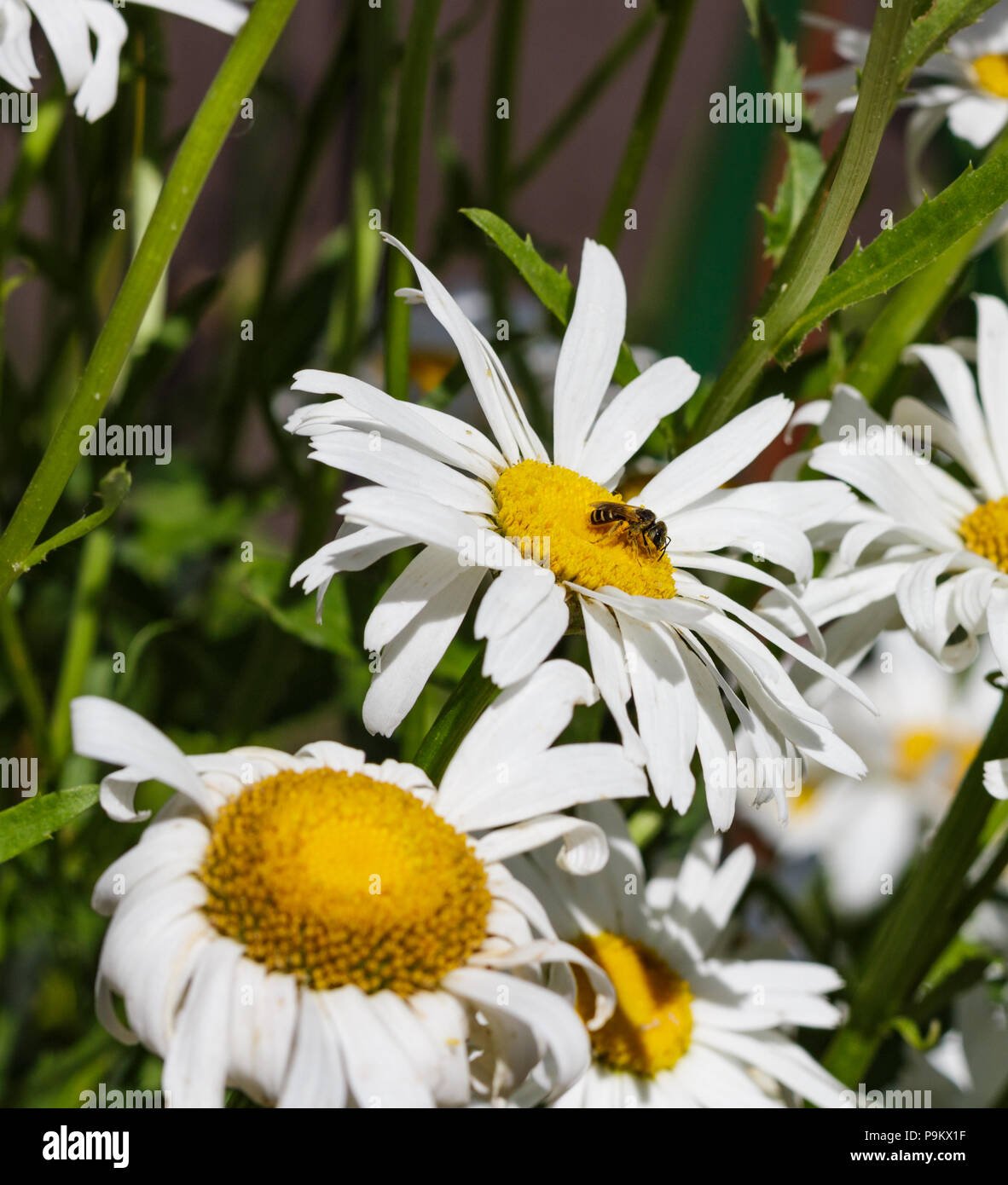 Gänseblümchen mit Busy Bee Pollen sammeln von Thier gelben Center an einem sonnigen Tag. Stockfoto