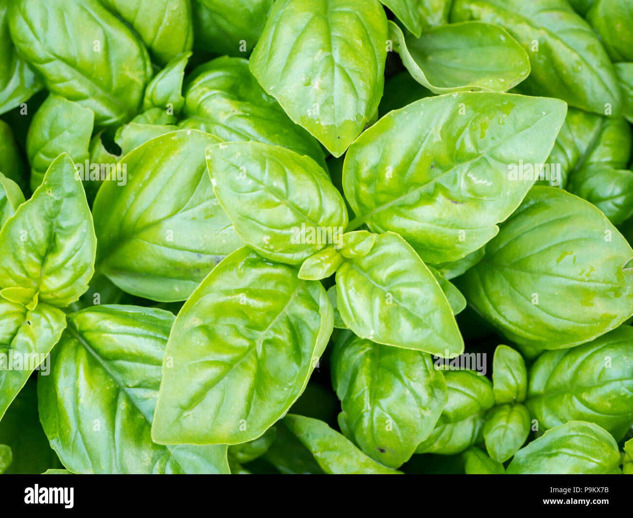 Nahaufnahme der pulsierenden grünen Blätter Basilikum (Ocimum basilicum) Stockfoto