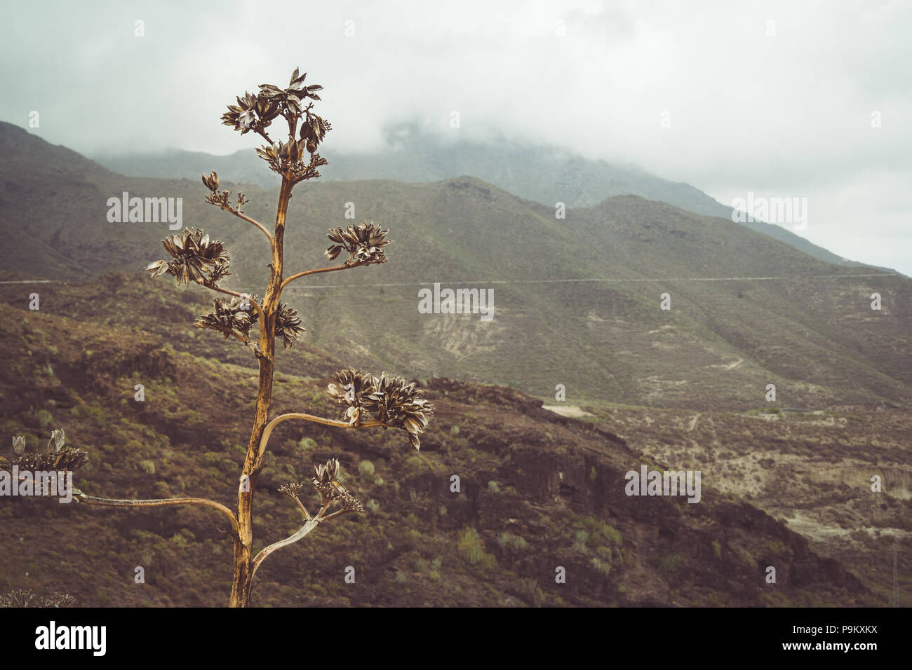 Ausgetrocknet seedhead auf hohen Blume Spike von Agave Americana (Jahrhundert) in der Schlucht Barranco del Infierno, Teneriffa, mit Bergen und niedrige Cloud Stockfoto