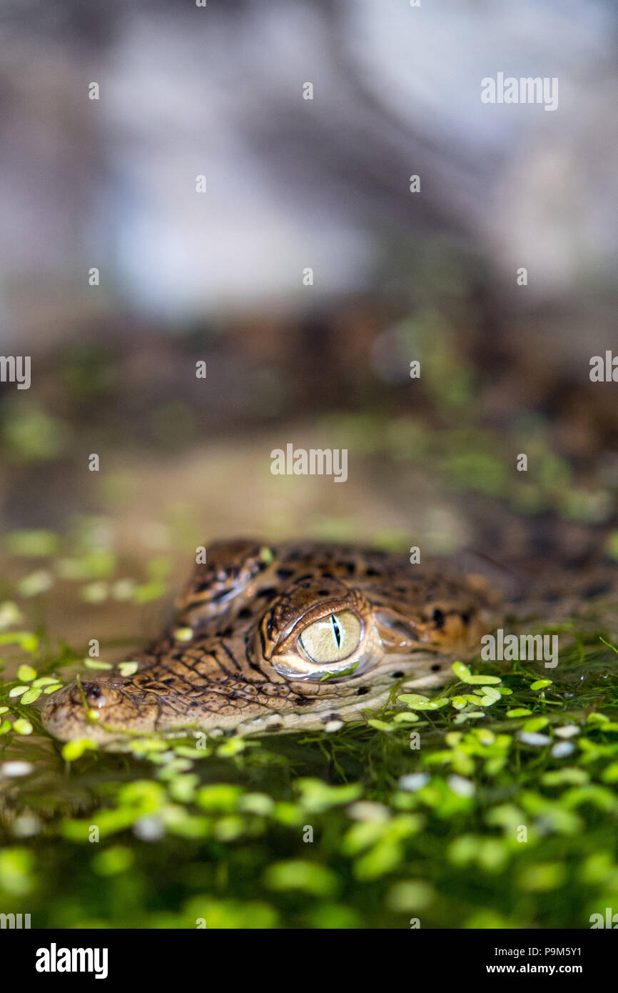 Deutschland, Hoyerswerda. 19. Juli 2018. Eine junge Kuba Krokodil (Crocodylus rhombifer) sitzt in einem terrarium bei der Pressekonferenz des Zoo Hoyerswerda. Die vier jungen Tiere aus den Eiern im Ende Juni 2018 geschlüpft. Der rhododendren gibt es nur rund 4.000 Exemplare leben in zwei Feuchtgebieten in Kuba. Nachzucht in Zoos ist sehr selten. Credit: Monika Skolimowska/dpa-Zentralbild/dpa/Alamy leben Nachrichten Stockfoto