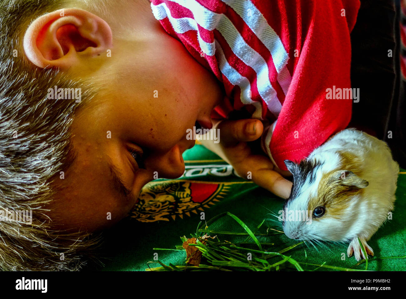 Kind Junge spielt mit seinem Meerschweinchen Stockfoto