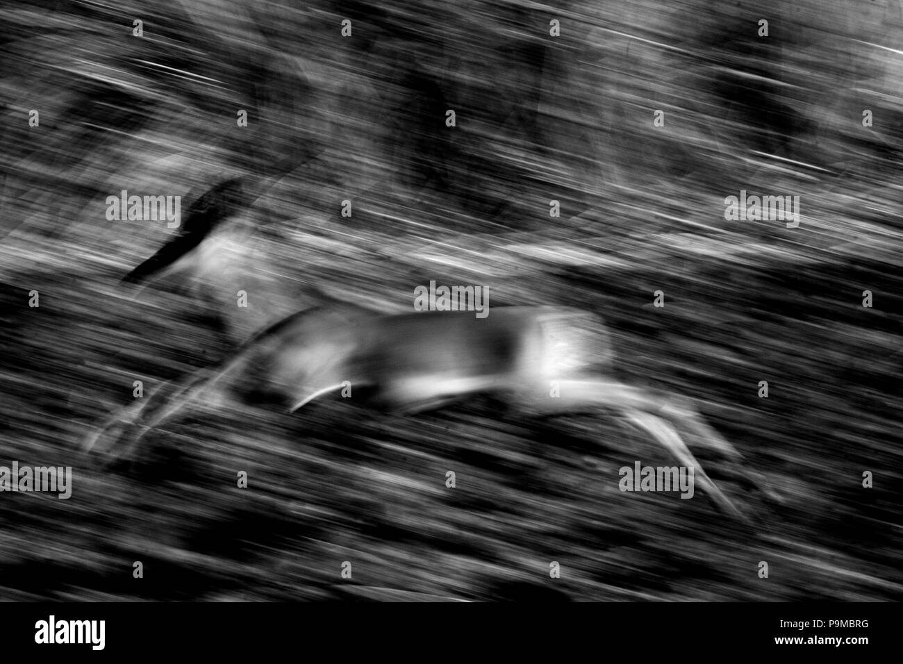 Verschwommene Sicht auf Impala, Aepyceros Melampus im Mana Pools National Park.  Zimbabwe Stockfoto