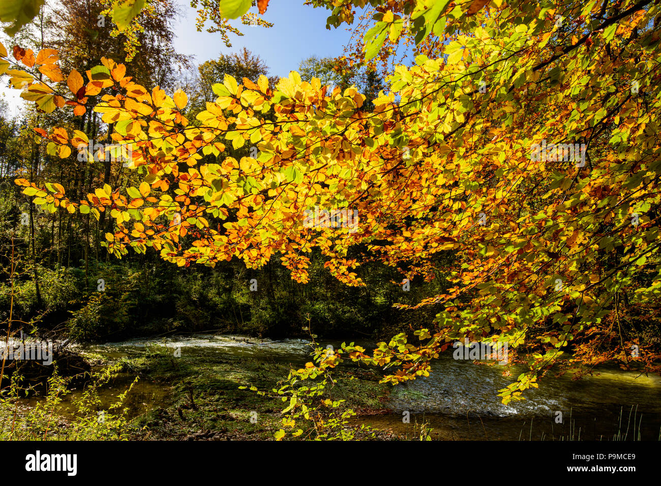 Goldener Herbst Licht durch die farbigen Blätter im Wald. Wald in der Nähe von Voglans, Schweiz Stockfoto