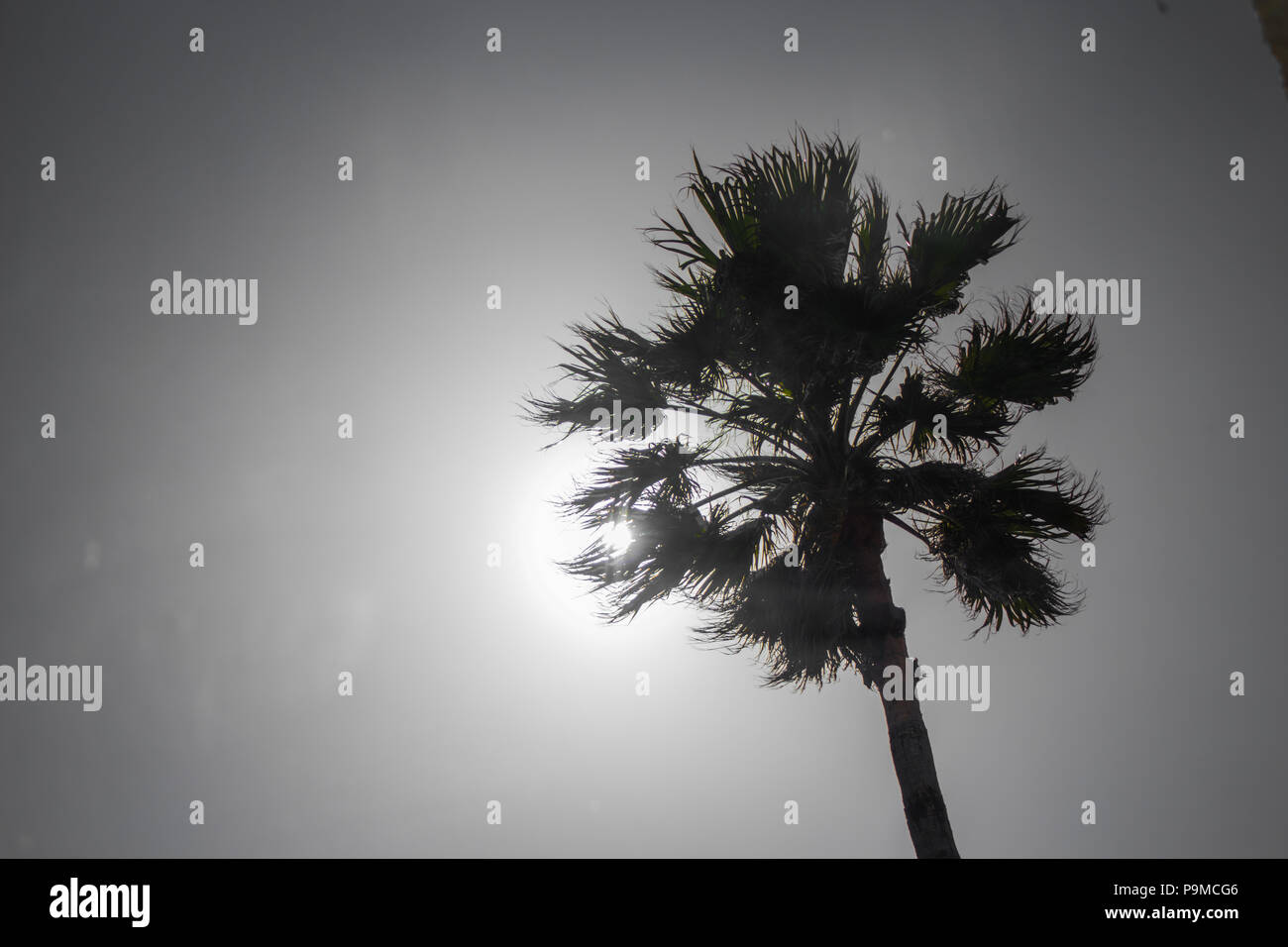 Eine Palme, die Blockierung der Sonne und Schatten Stockfoto