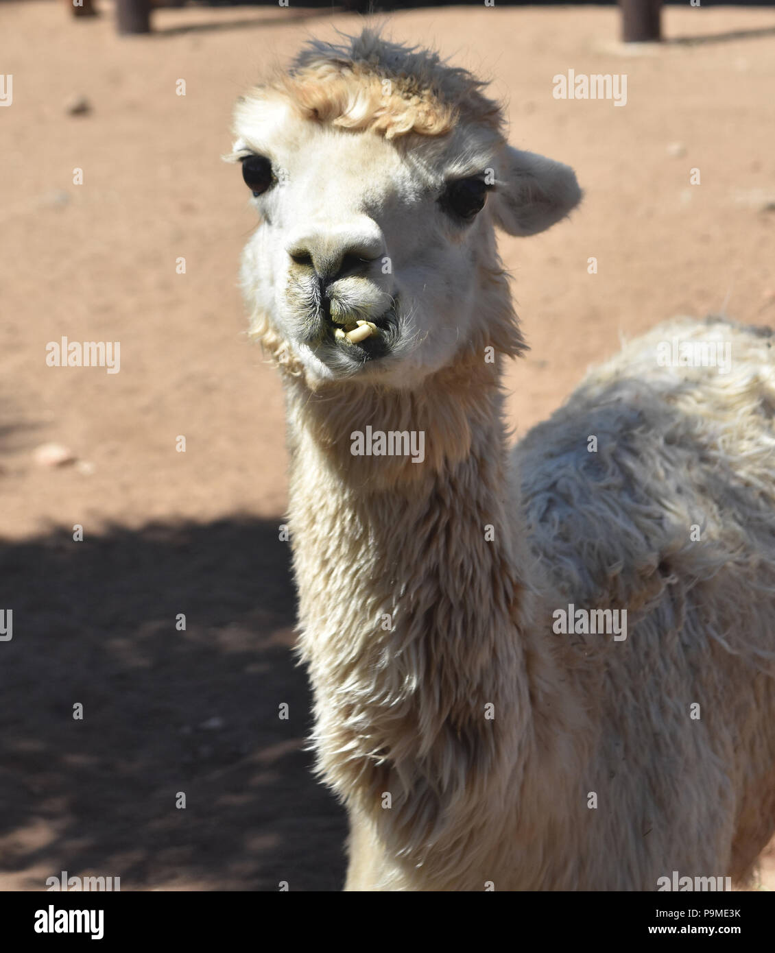 Adorable Alpaka mit Durcheinander Zähne. Stockfoto