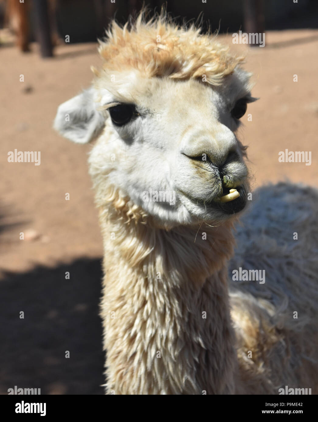 Wirklich süß Häuslich weiß Alpaka mit lustig aussehende Zähne. Stockfoto
