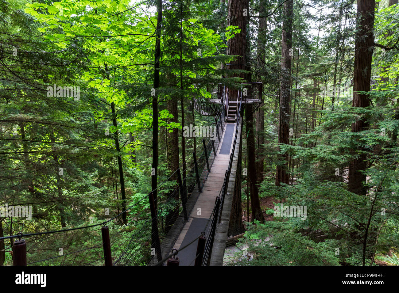 Capilano suspension bridge Fotos und Bildmaterial in hoher Auflösung