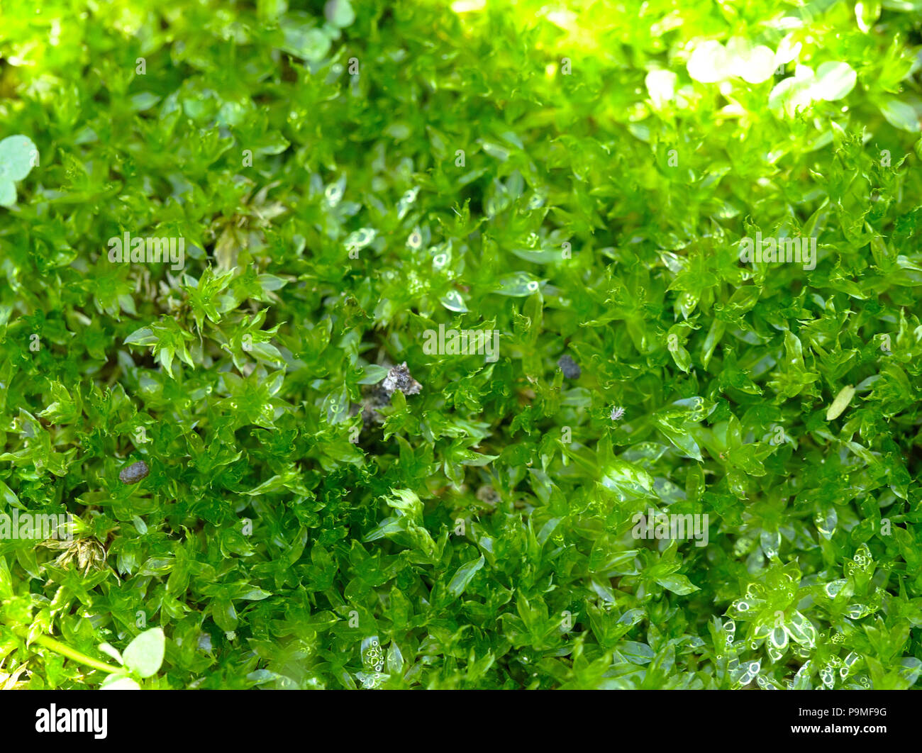 Moss close-up, Rio Ceballos, Cordoba, Argentinien. Stockfoto