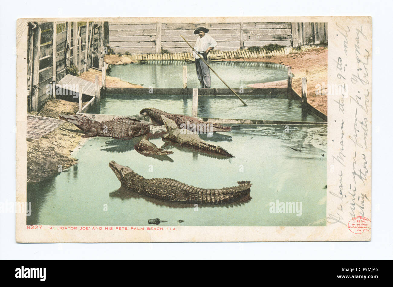 118 Alligator Joe und seine Haustiere, Palm Beach, Fla (Nypl b 12647398-67632) Stockfoto